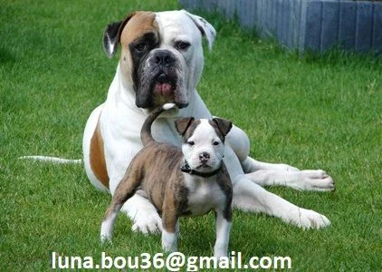 bellissimi cuccioli di pitbull cercano casa.