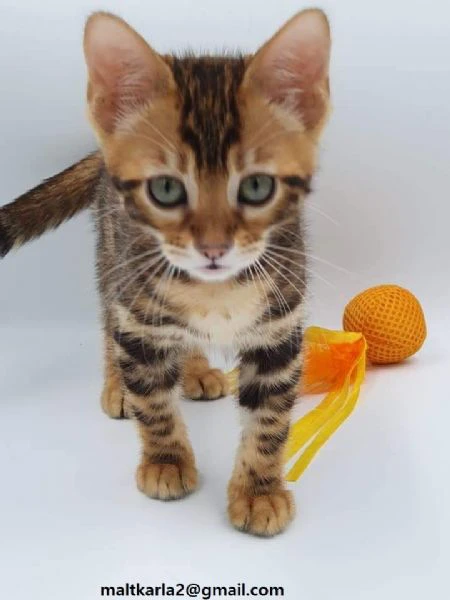 gattini bengala disponibili per adozione