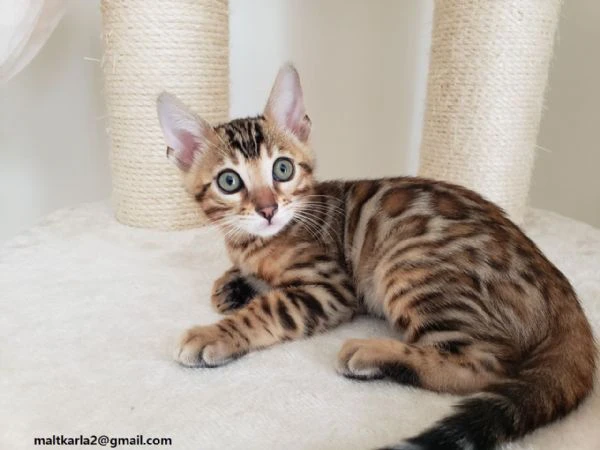  adorabili cuccioli di bengala cercano casa