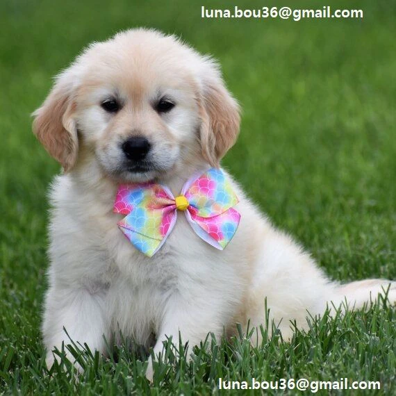 cuccioli di golden retriever per adozione responsabile