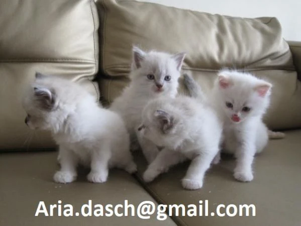 birmania adorabili e affettuosi