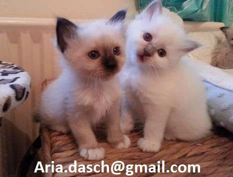 cuccioli di birmania dolci e giocherelloni