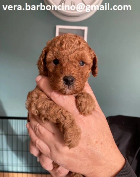 splendidi barboncini nano in cerca di famiglia