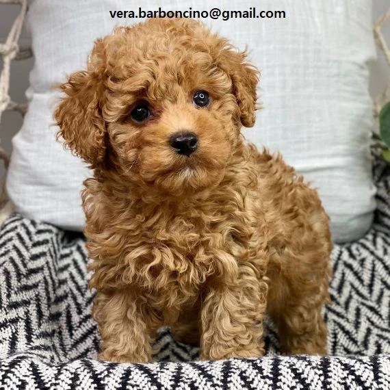 cuccioli di barboncino nano disponibili ora