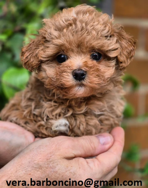 cuccioli di barboncino nano per adozione responsabile