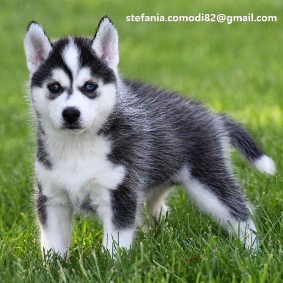 disponibili cuccioli di siberian husky dal temperamento equilibrato e affettuoso | Foto 0