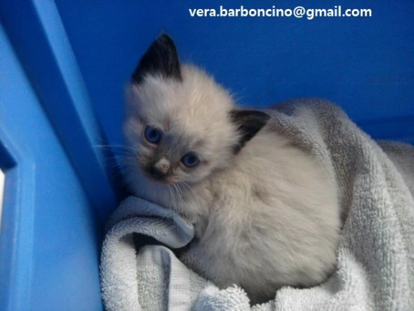 . adorabili gattini siamesi con occhi azzurri