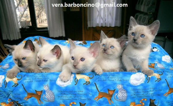  cuccioli di siamese allevati in famiglia