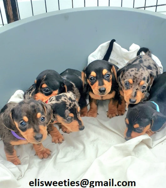 cuccioli di bassotto dolcissimi disponibili