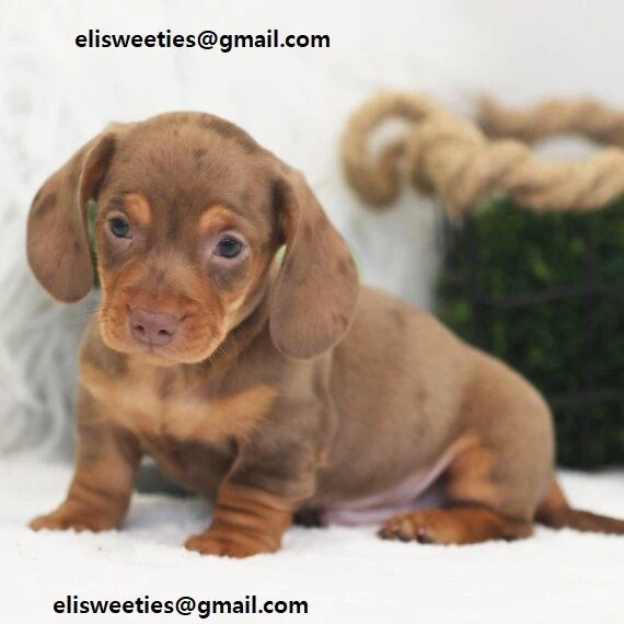 . teneri cuccioli di bassotto in cerca di famiglia