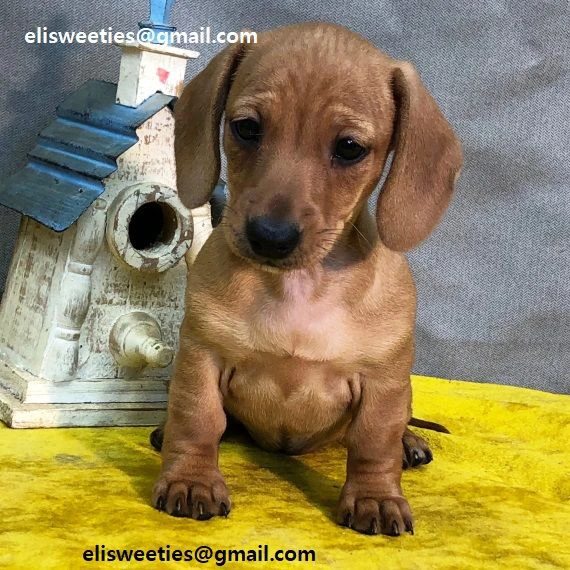 bassotti cuccioli allevati con cura