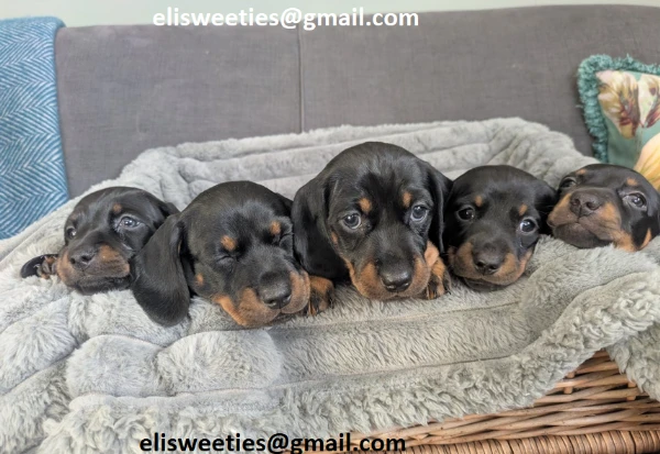 cuccioli di bassotto – piccoli ma con un grande cuore