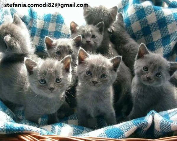 teneri certosini pronti per una nuova famiglia