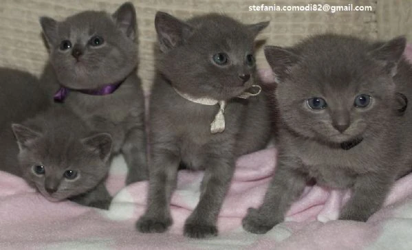 cuccioli di certosino disponibili