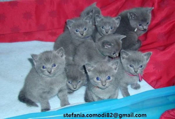 tenerissimi cuccioli certosini pronti per l’adozione