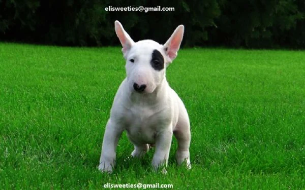 cuccioli bull terrier allevati con amore