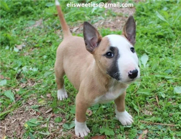  cuccioli bull terrier pronti all’adozione