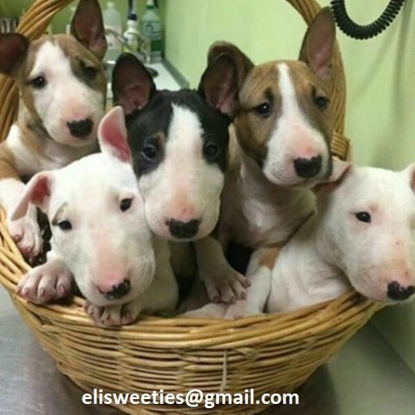 tenerissimi bull terrier disponibili