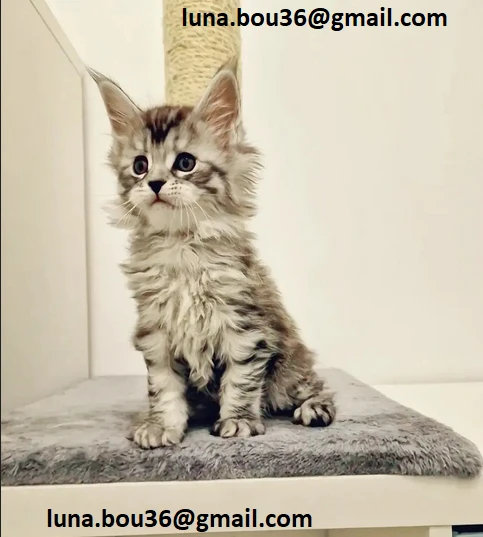 adorabili gattini maine coon disponibili