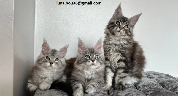 cuccioli maine coon allevati con amore