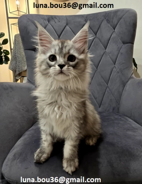 adorabili maine coon disponibili