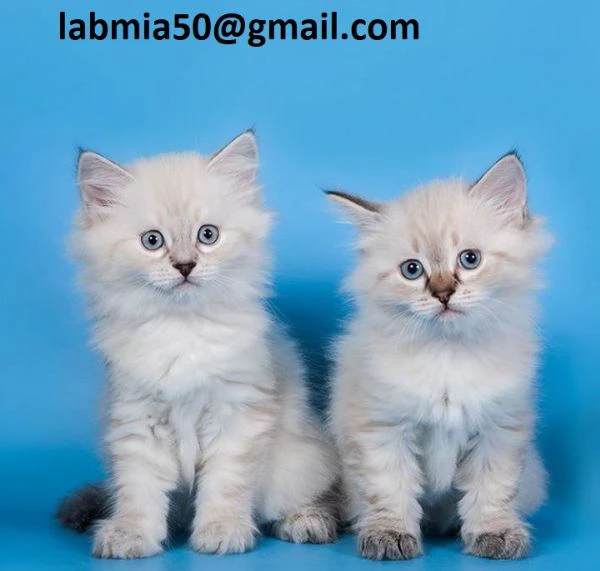 cuccioli siberiani dolci e giocherelloni