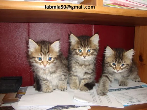 splendidi gattini siberiani in cerca di famiglia