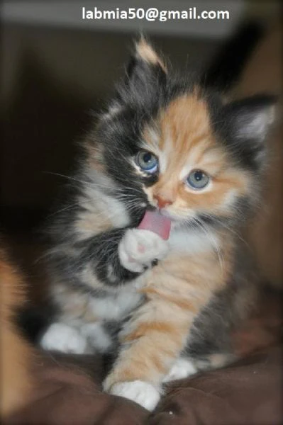 gattini siberiani cercano casa per sempre