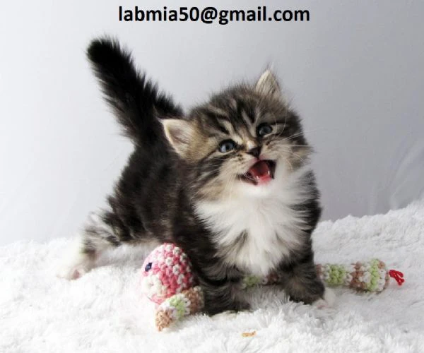 cuccioli siberiani allevati con amore