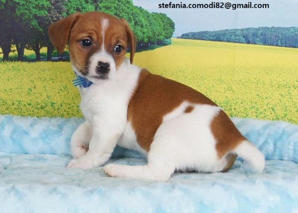 dolcissimi cuccioli di jack russell terrier