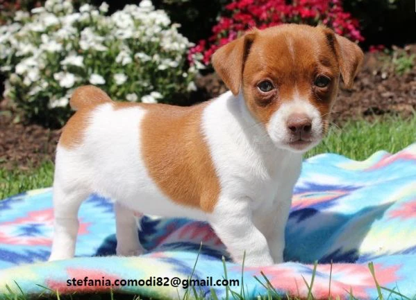 cuccioli jack russell cercano casa