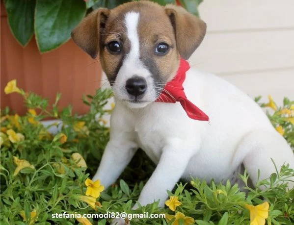 adorabili jack russell disponibili