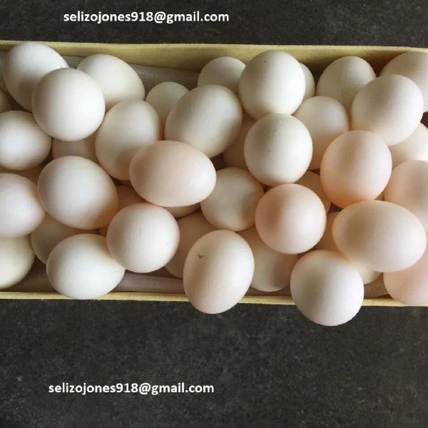 pappagalli fertili di varie specie disponibili