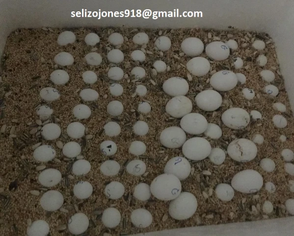  bellissimi pappagalli pronti per la riproduzione