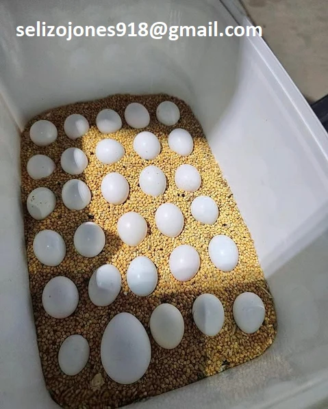  pappagalli esotici fertili in vendita