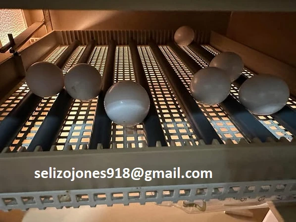 diverse specie di pappagalli disponibili