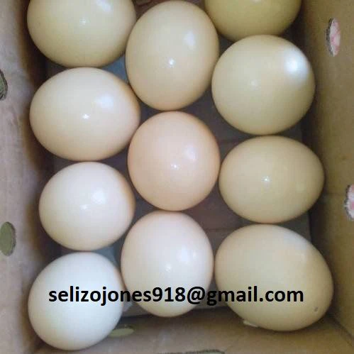 pappagalli di varie specie disponibili