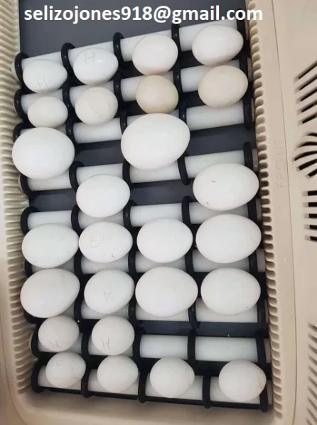 pappagalli fertili allevati con cura