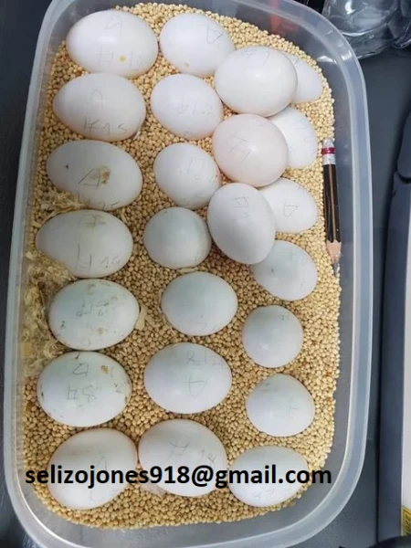 pappagalli pronti per una nuova casa