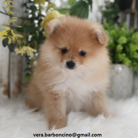 cuccioli pomerania cercano casa