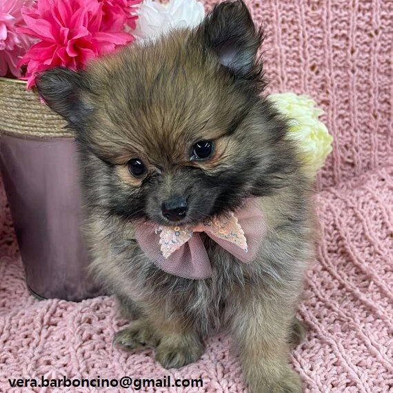  adorabili pomerania disponibili