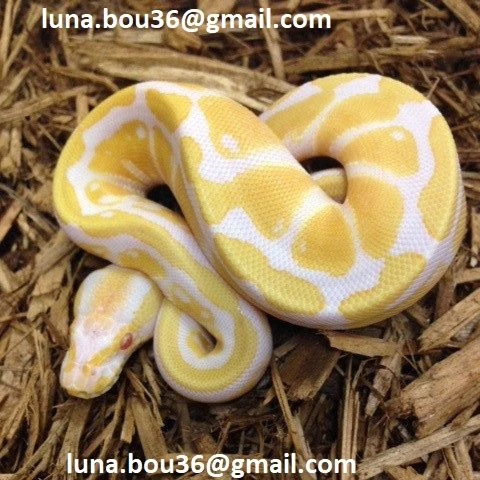 disponibile splendido esemplare di python albino