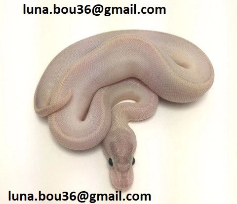 python ball nero pastello avorio disponibile