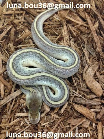 python ball bongo kingpin disponibile