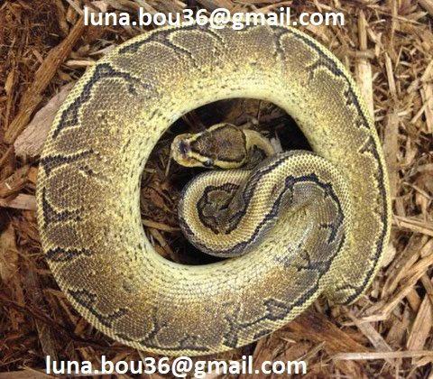 pitone calico a strisce gialle disponibile