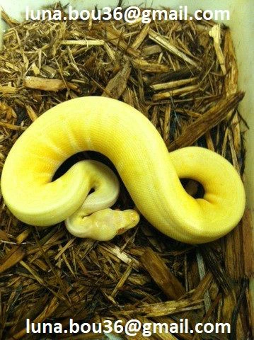 pitoni reali per appassionati di rettili