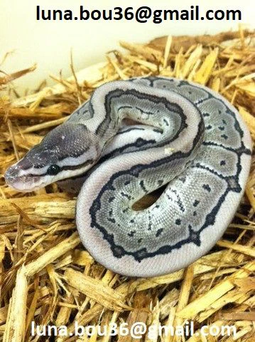 pitone reale axanthic pinstripe vpi line disponibile