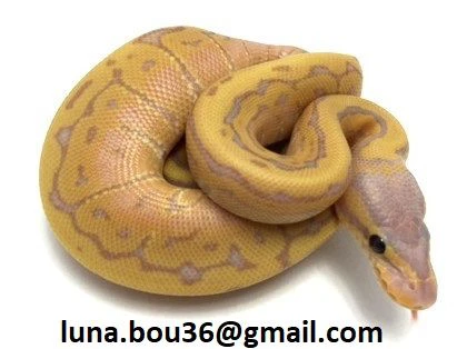 vendesi pitone reale “banana limone soufflé”