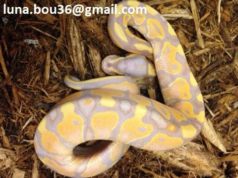 vendesi pitone reale “banana”