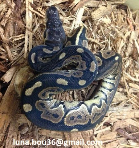 vendesi pitone reale “feu cannelle”